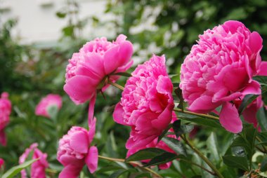 Beautiful crimson flower