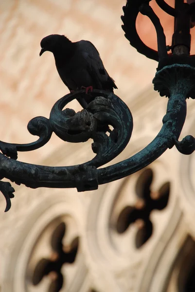 Venice street-lamp and pigeon — Stockfoto