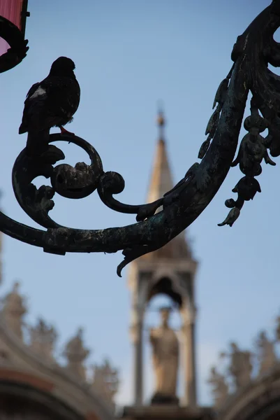 The pigeon. Venice. Italy