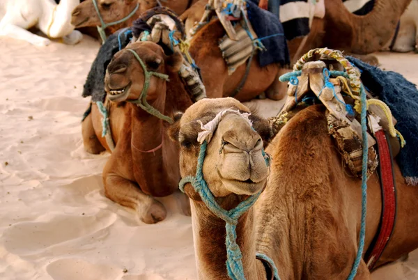 Аравійська верблюдів — стокове фото
