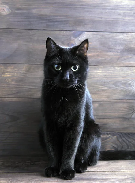 Sarı gözlü kara kedi.