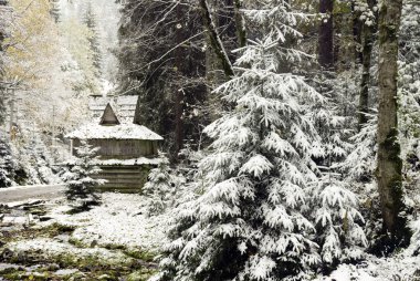 Köknar ağacı Karpat Dağları kar ile kaplı. Ukrayna