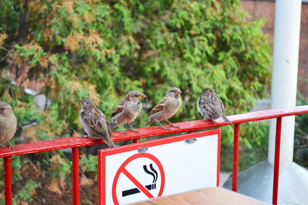 Σπουργίτι σε ένα διάλειμμα καπνίζουν — Φωτογραφία Αρχείου