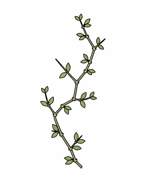 A minimalist illustration of a thorny branch with small green leaves. This delicate botanical graphic is perfect for nature-themed designs, logos, and wild landscape illustrations. High-quality twig line art for your creative projects.
