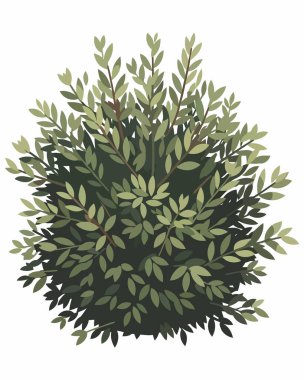 çam ağacı dalları simgesi, vektör illüstrasyonu