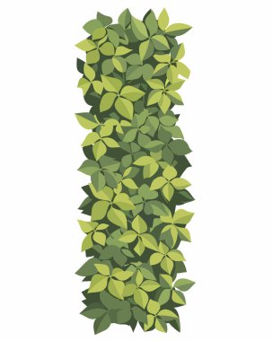 yeşil sarmaşık bitkisi, illüstrasyon, beyaz sırtüstü vektör