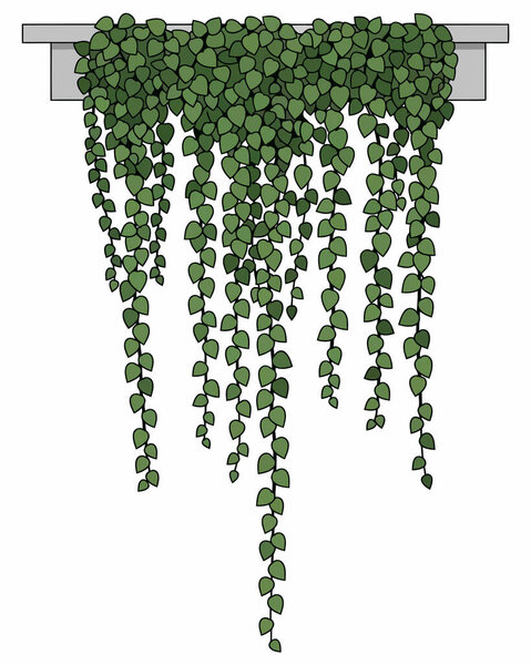 Discover this beautiful illustration of hanging green vines with cascading round leaves. Perfect for nature-themed website borders, botanical branding, and wedding stationery. High-quality foliage vector art to enhance your creative designs today!