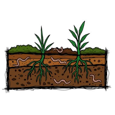 Bu vektör grafik tasarımı, verimli toprak solucanlarının aktif olarak bulunduğu çeşitli toprak katmanlarına nüfuz ederek zengin ve canlı toprak yaşamını sembolize eden sağlıklı bitki kök sistemlerini gösteriyor..