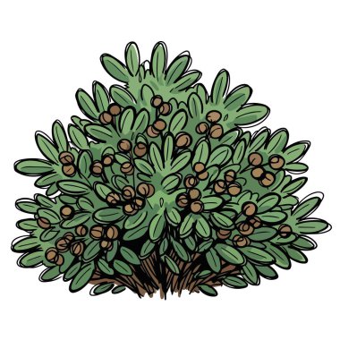 Doğa temalı tasarımlar ve botanik projeleri için mükemmel, küçük böğürtlenlerle süslenmiş sağlıklı yeşil bir çalılığın canlı, elle çizilmiş bir çizimi..