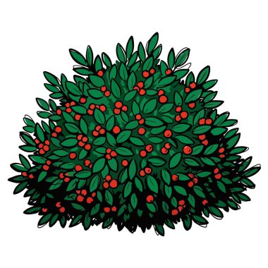 Dolgun yeşil bir çalılığın canlı bir vektör grafik çizimi, yoğun bir şekilde çok sayıda parlak kırmızı böğürtlen ile kaplı, doğa temalı grafik tasarım projeleri ya da şenlikli mevsimsel dekorasyonlar için ideal.