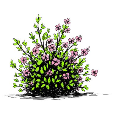 Büyüleyici vektör illüstrasyonu, yoğun yeşil yapraklar ve canlı bir eskiz tarzında hazırlanmış sayısız pembe çiçekleri içeren çiçek açan bahar zamanı çalılarını tasvir eder..