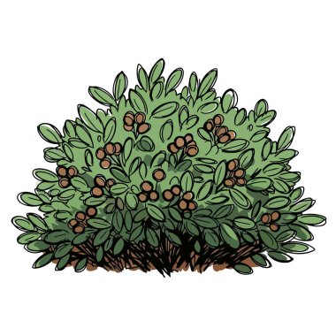 Küçük kırmızı böğürtlenlerle süslenmiş yemyeşil bir çalı, doğa temalı tasarımlar ve çocuk kitapları için mükemmel bir el çizimi..