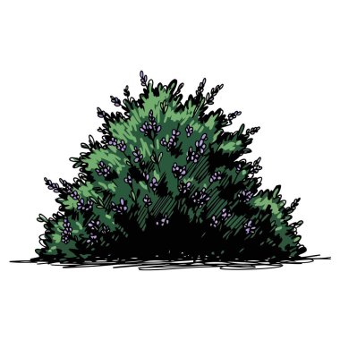 Küçük mor böğürtlenlerle süslenmiş yoğun yeşil bir çalılığın canlı bir çizimi, temiz beyaz bir arka plan üzerine kurulmuş, bahçe ve doğa temaları için mükemmel..