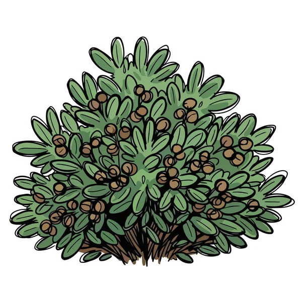 Doğa temalı tasarımlar ve botanik projeleri için mükemmel, küçük böğürtlenlerle süslenmiş sağlıklı yeşil bir çalılığın canlı, elle çizilmiş bir çizimi..