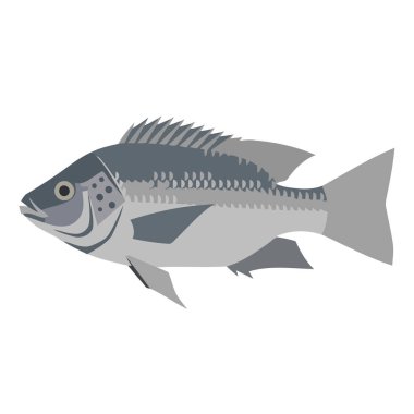 İzole edilmiş levrek balığı ikonu. vektör çizimi tasarımı