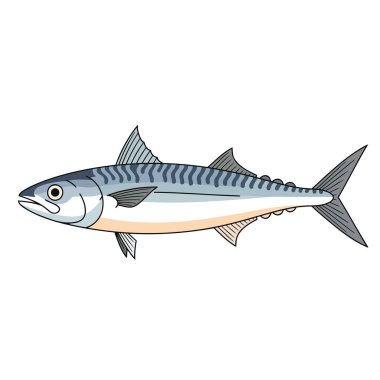 deniz levreği balığı ikon vektör çizimi tasarımı