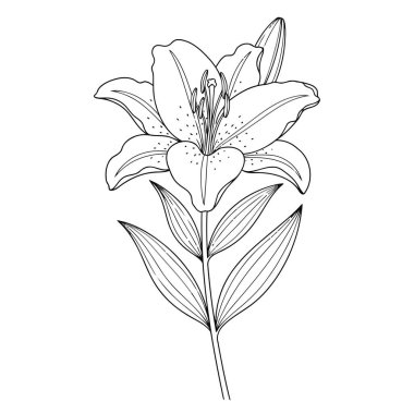 Güzel bir botanik vektör illüstrasyonunda tek bir zambak çiçeği, tomurcuk ve ayrıntılı yapraklar sergileniyor..