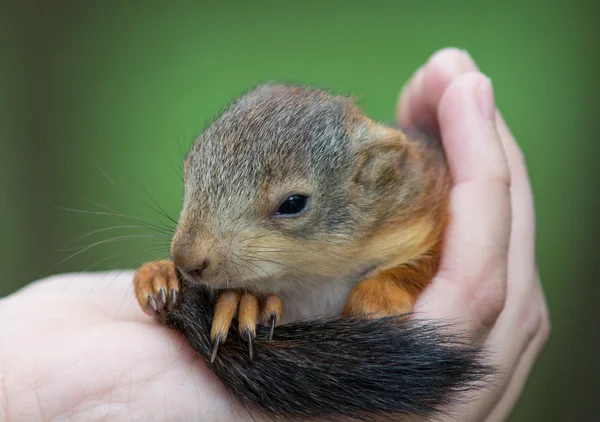 Little squirrel — Stock Photo, Image