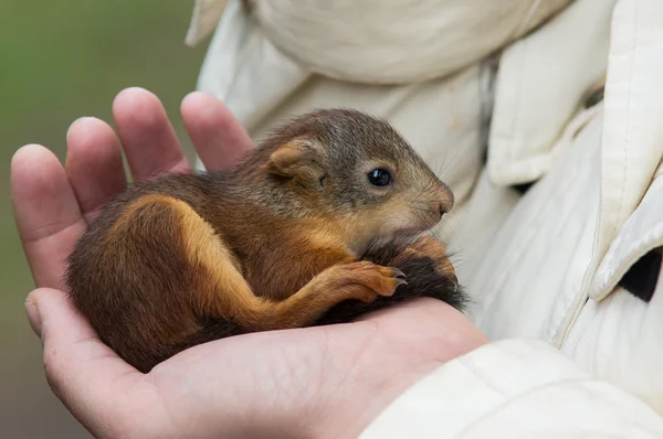 Little squirrel — Stock Photo, Image