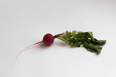 isotaed taze kırmızı turp yeşillik ile