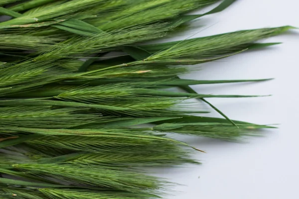 Verde spikelets fundo — Fotografia de Stock