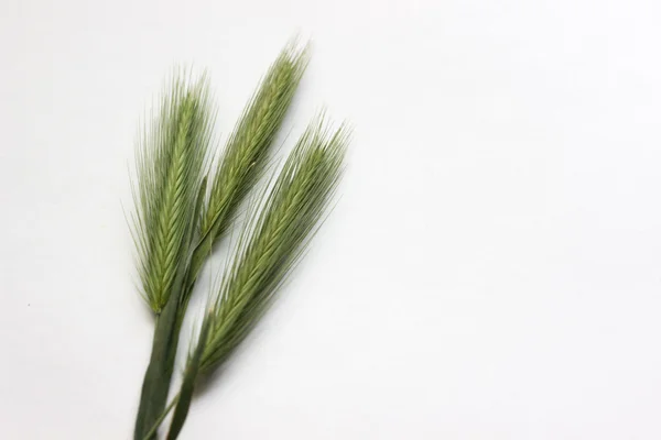 izole yeşil spikelet