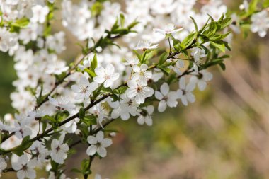 Bahar çiçekleri çiçek (Bloming meyve ağacı) ile bulanıklık
