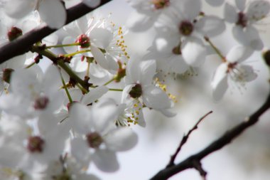 Bahar çiçekleri çiçek (Bloming meyve ağacı) ile bulanıklık