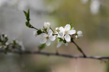 Bahar çiçekleri çiçek (Bloming meyve ağacı) ile bulanıklık