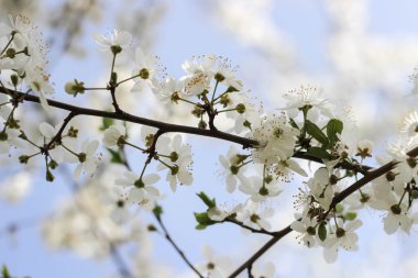Bahar çiçekleri çiçek (Bloming meyve ağacı) ile bulanıklık