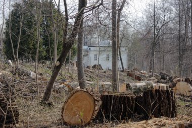 Büyük ağacını kesmek