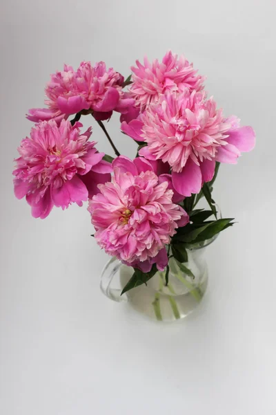 Pink peony in glass pitcher — Φωτογραφία Αρχείου