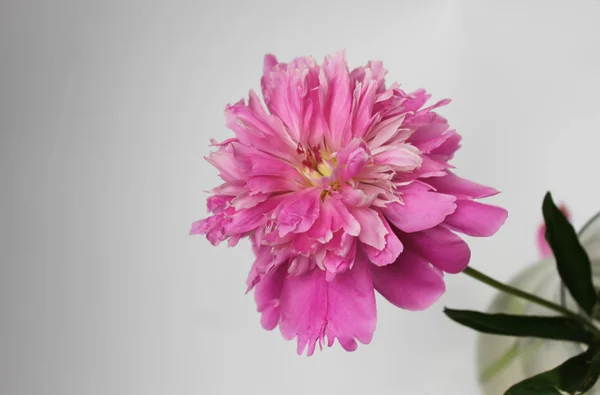 Flor de peónia — Fotografia de Stock