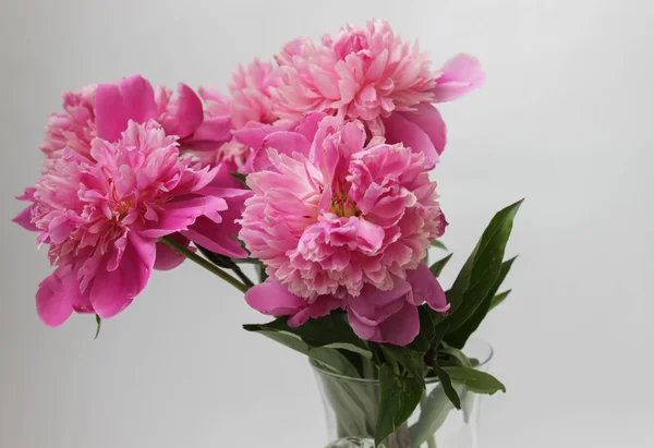 Pink peonies Royalty Free Stock Images