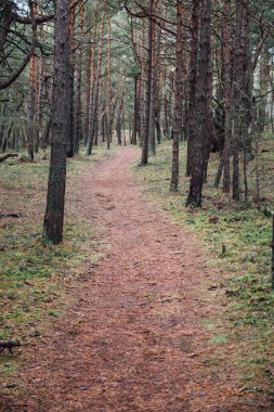 Yürürken orman manzarası