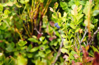 Dağlarda yabanmersinleri