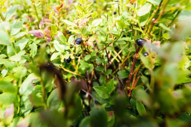 Dağlarda yabanmersinleri