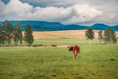 Dağlarda yeşil bir çayırda inekler
