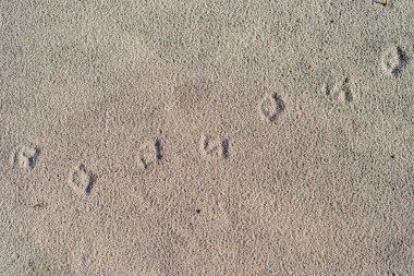 Kumsala yakın çekim.