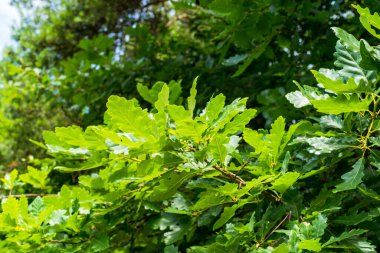 bahar genç ağaç yaprakları