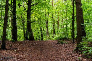 bahar genç ağaç yaprakları