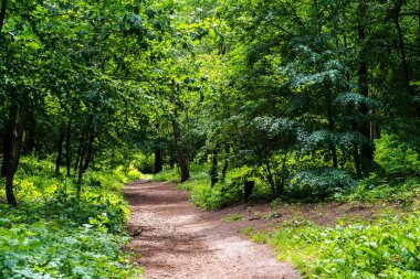 bahar genç ağaç yaprakları