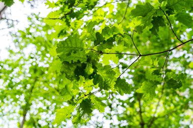 bahar genç ağaç yaprakları