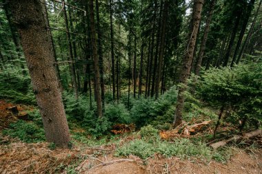Karkonosze Ulusal Parkı ormanları