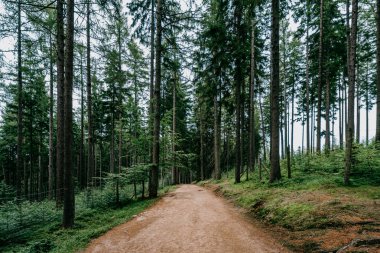 Karkonosze Ulusal Parkı ormanları