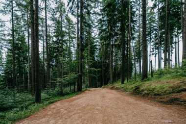 Karkonosze Ulusal Parkı ormanları