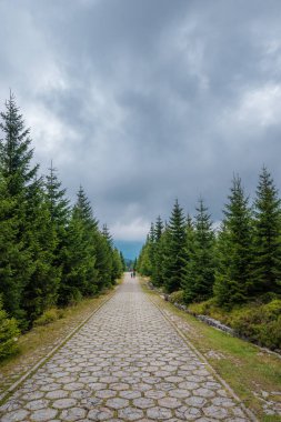 Karkonosze Ulusal Parkı ormanları
