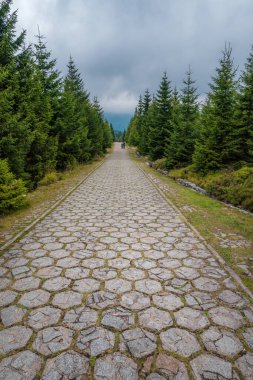 Karkonosze Ulusal Parkı ormanları