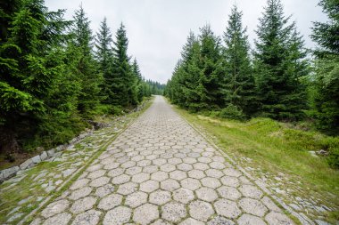 Karkonosze Ulusal Parkı ormanları