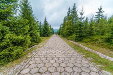 Karkonosze Ulusal Parkı ormanları